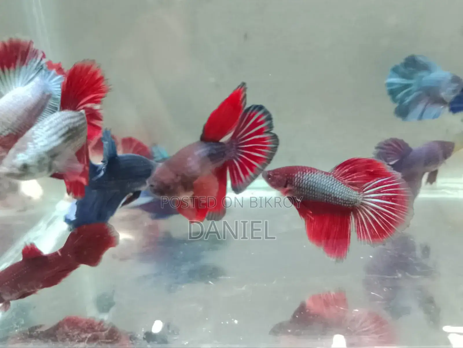 We sell colorful fish