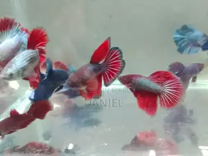 We sell colorful fish