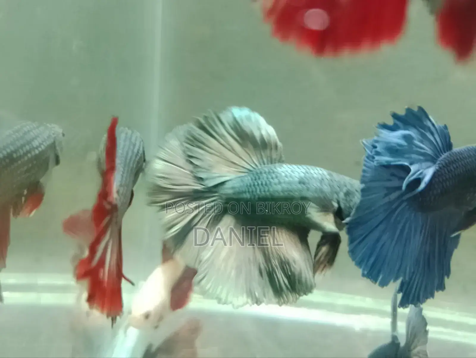We sell colorful fish