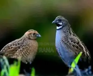 ক্লাসিক কিং কয়েল