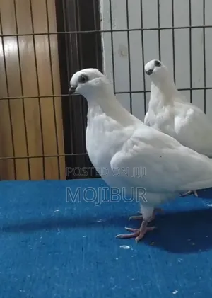 সাদা হাঙ্গেরিয়ান হাইফ্লায়ার বাচ্চা