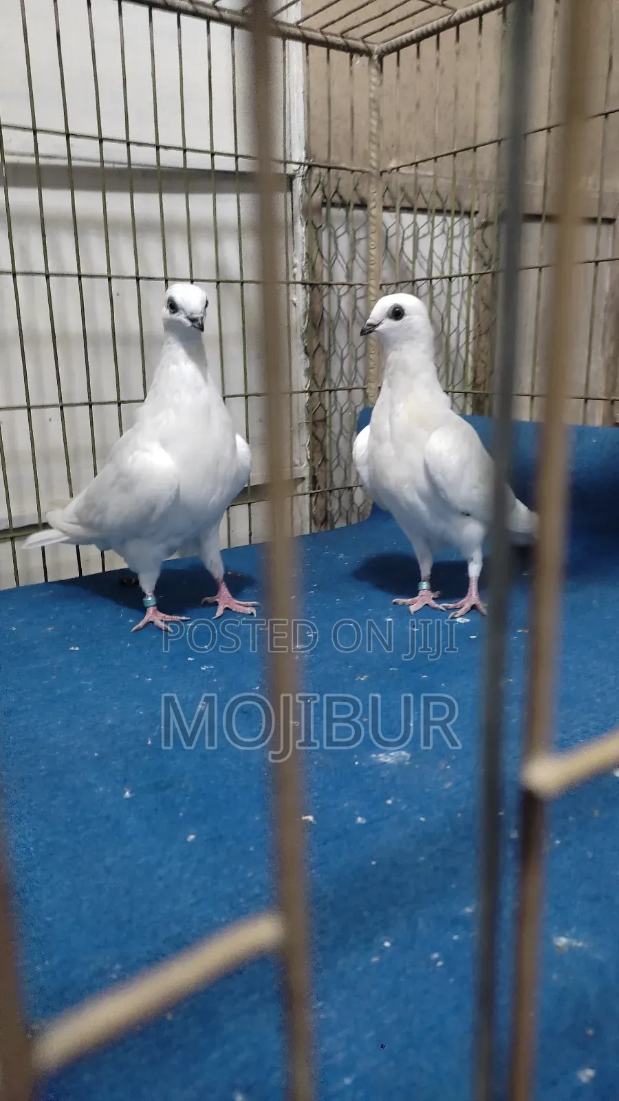 White Hungarian Highflyer Baby