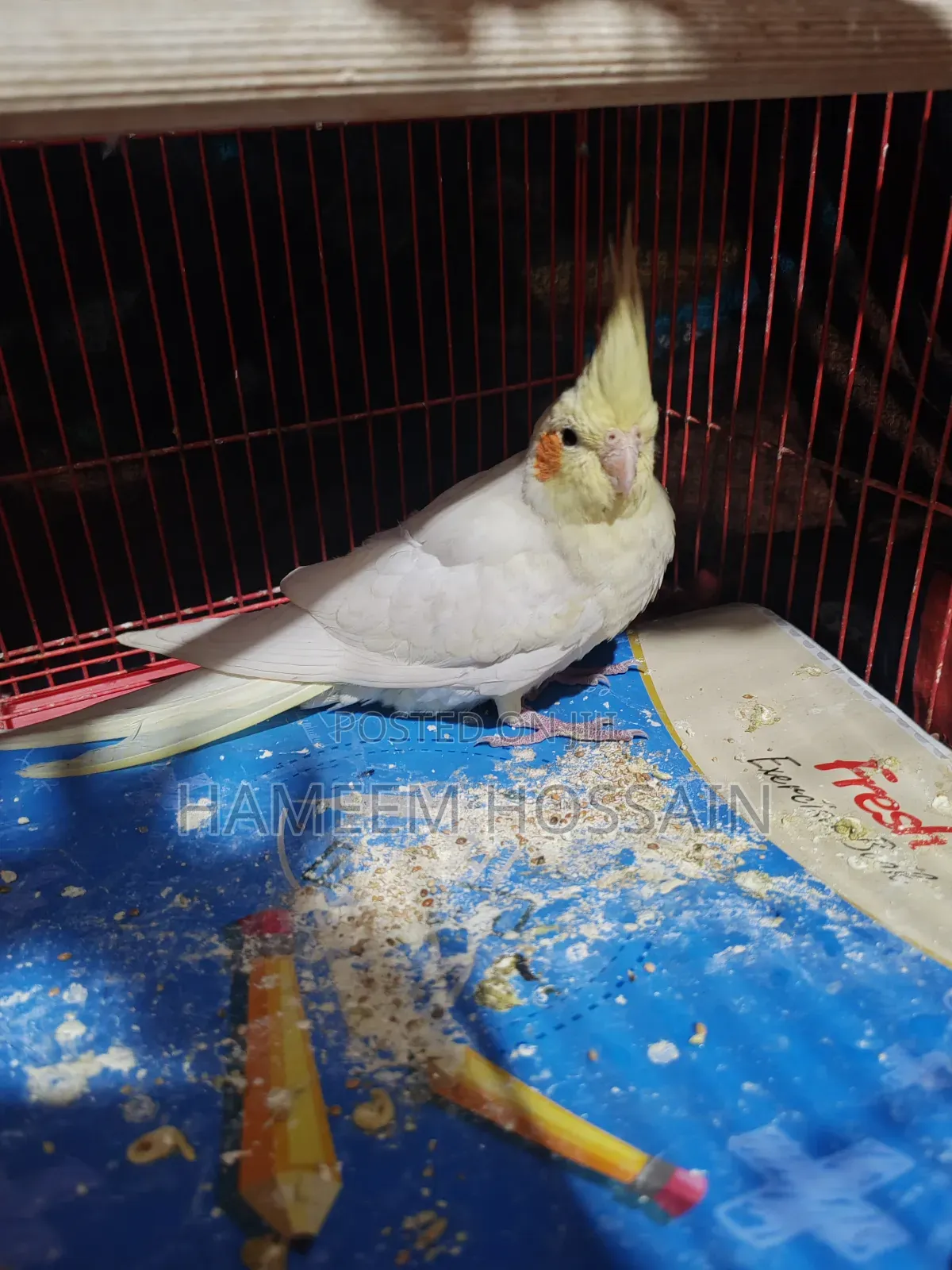 Cocktail Bird