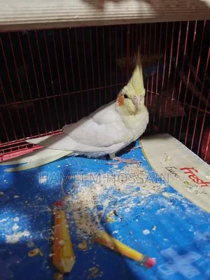 Cocktail Bird