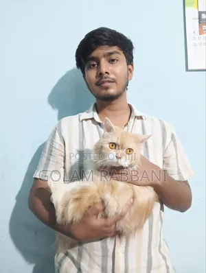 3-6 Months Male Purebred Persian
