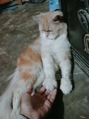 3-6 Months Male Purebred Persian