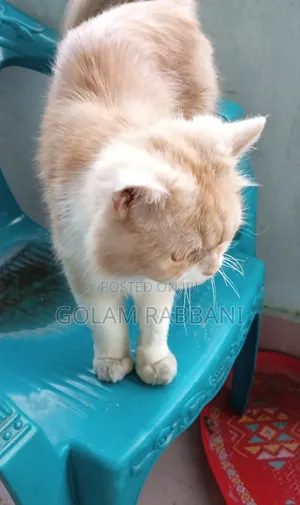 3-6 Months Male Purebred Persian