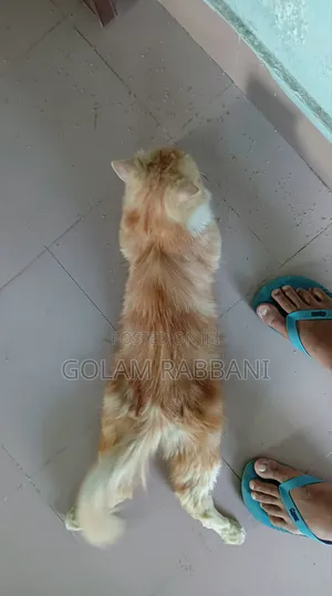 3-6 Months Male Purebred Persian
