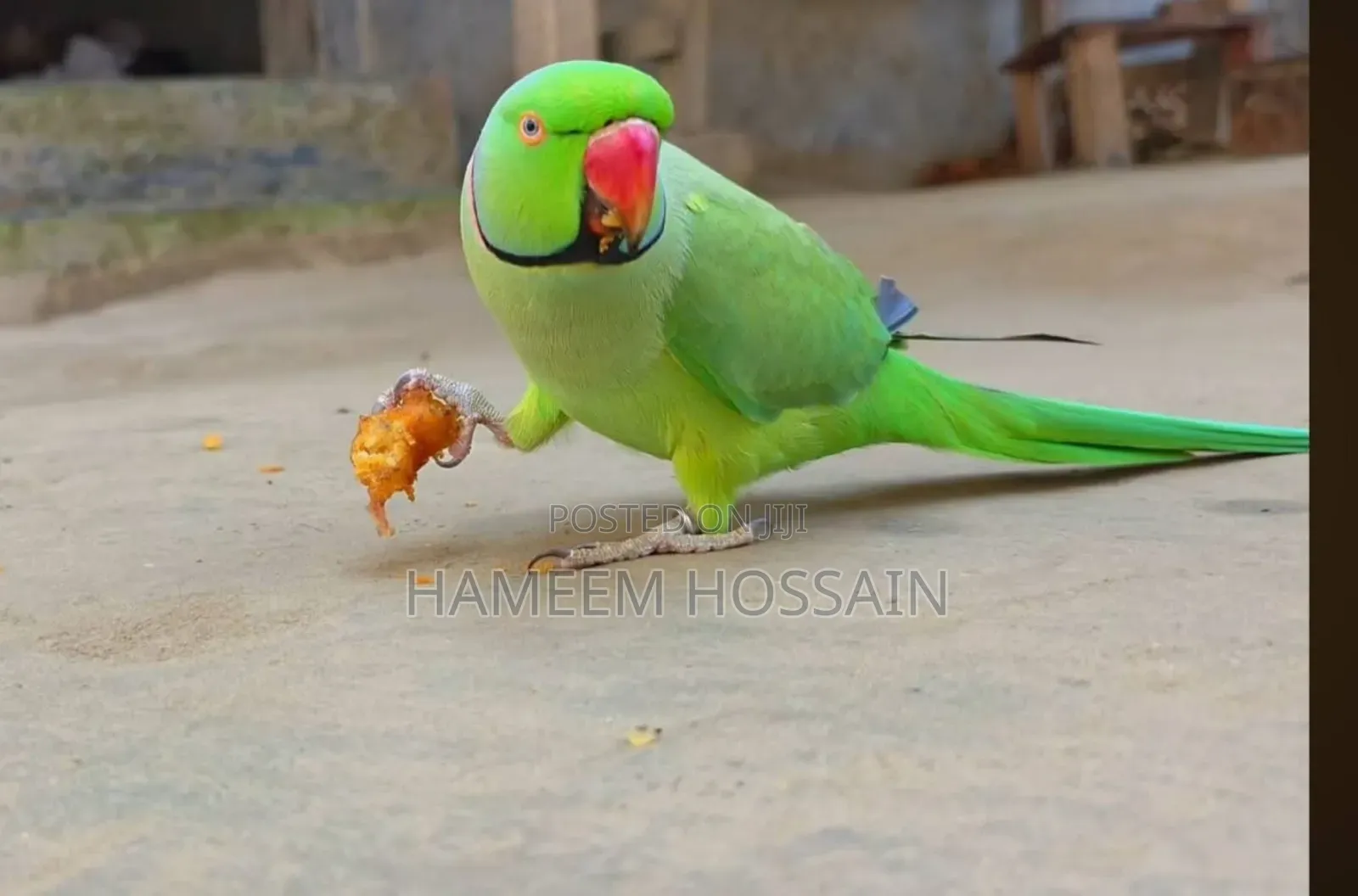 Tia Pakhi (Parrot)