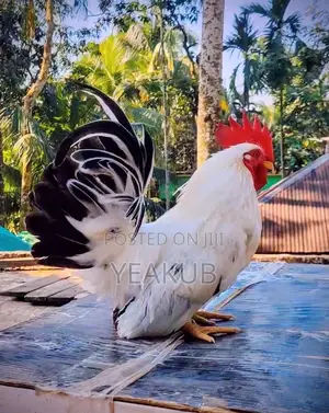 Japanese Bentham Block Tail