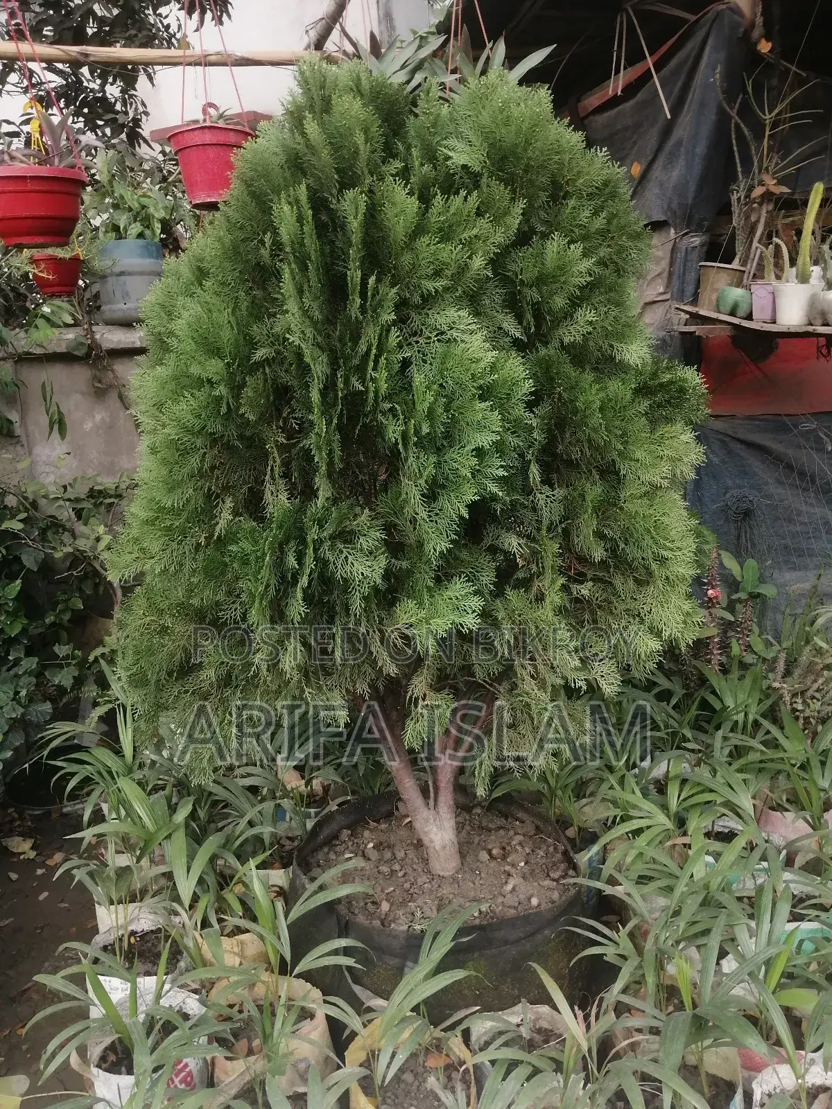 5 Feet Casuarina Tree