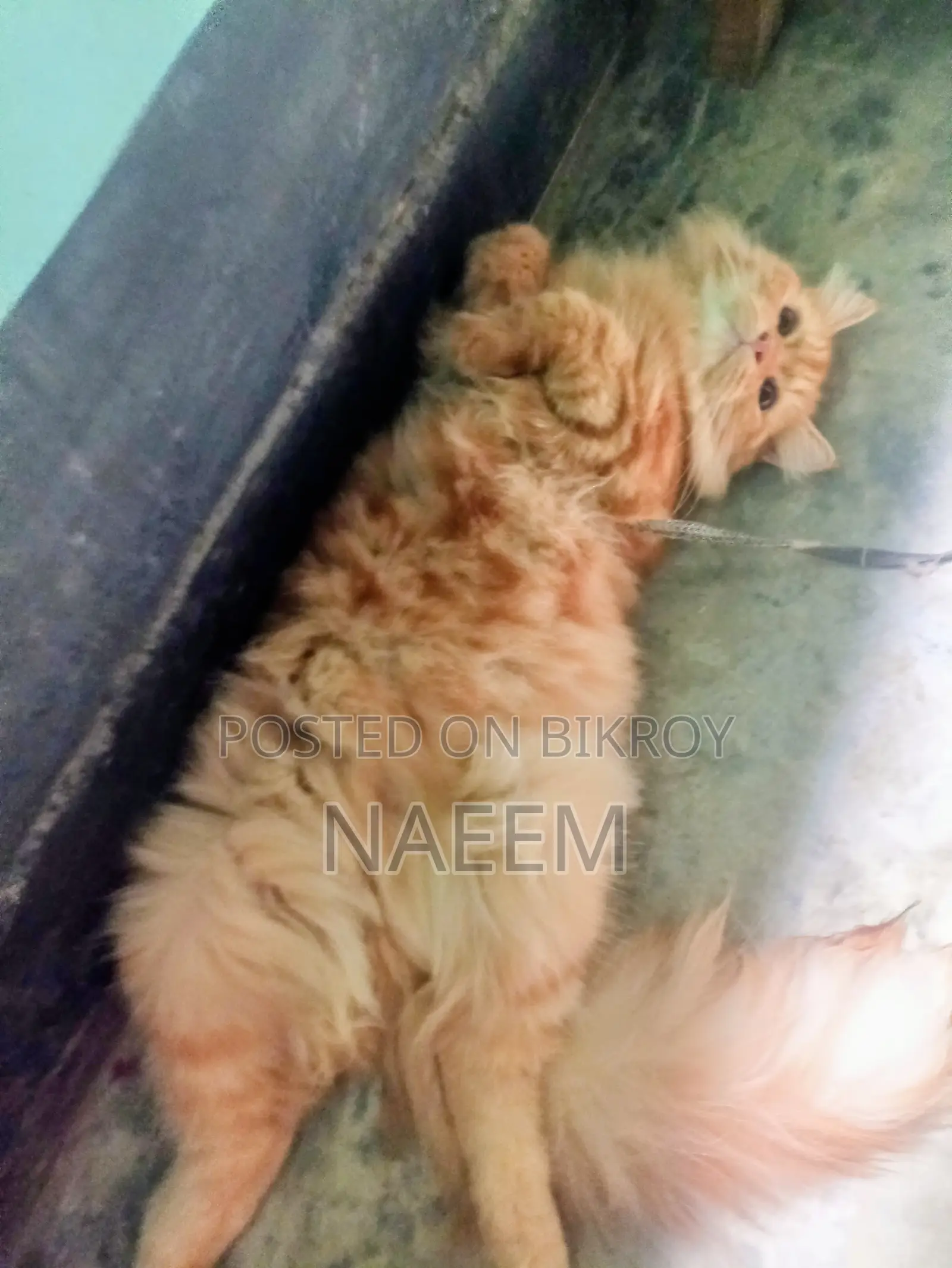 Purebred Persian Kitten (6-12 Months Male)