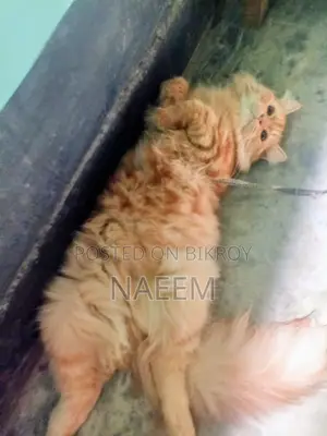 Purebred Persian Kitten (6-12 Months Male)