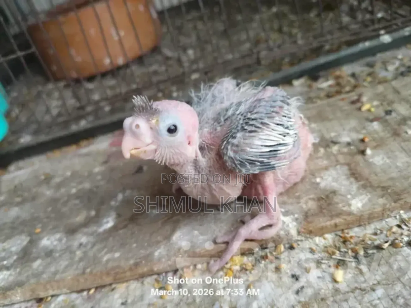 Cockatiel Baby For Sale