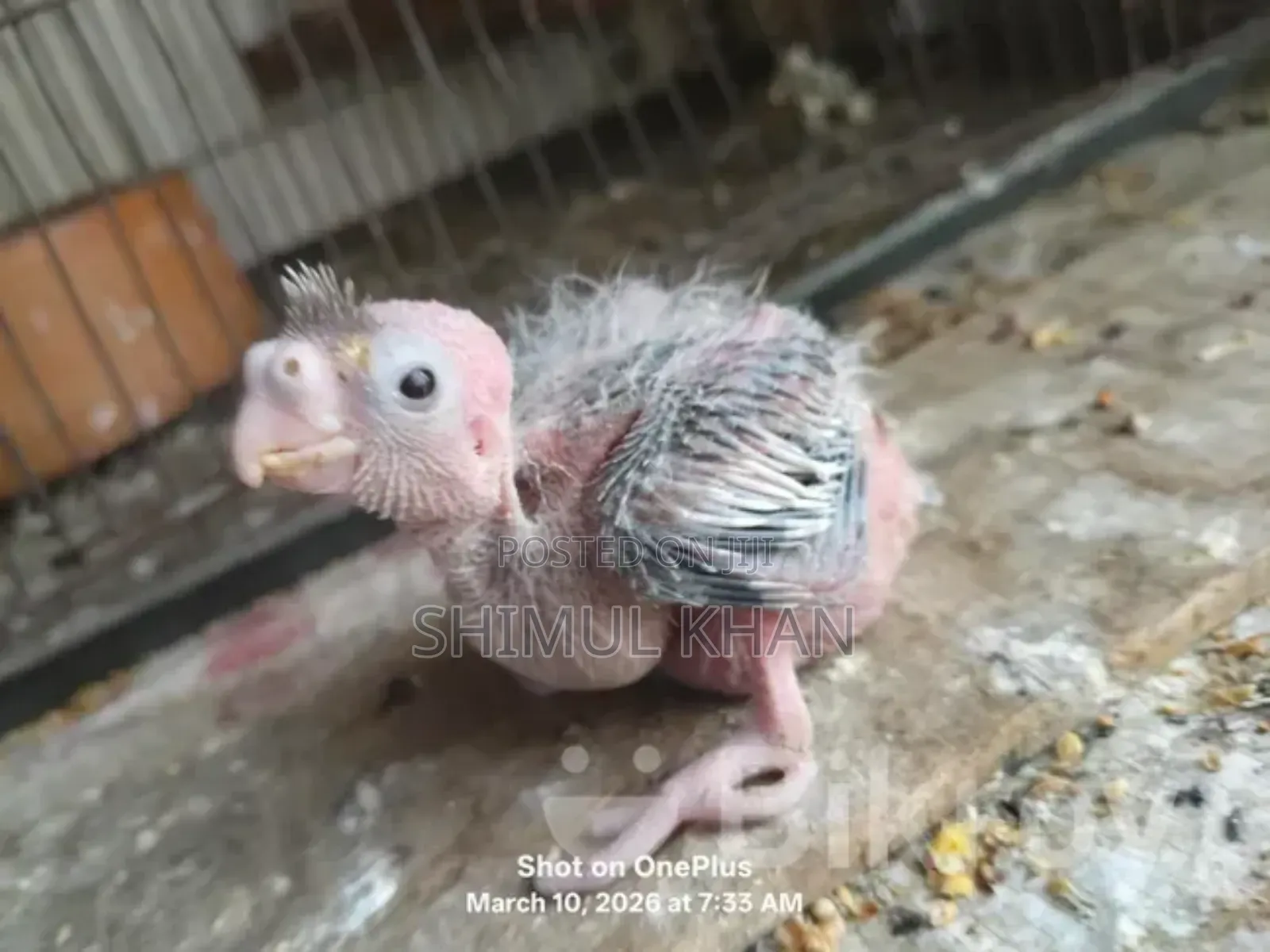 Cockatiel Baby For Sale