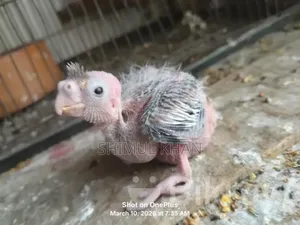 Cockatiel Baby For Sale