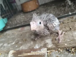 Cockatiel Baby For Sale
