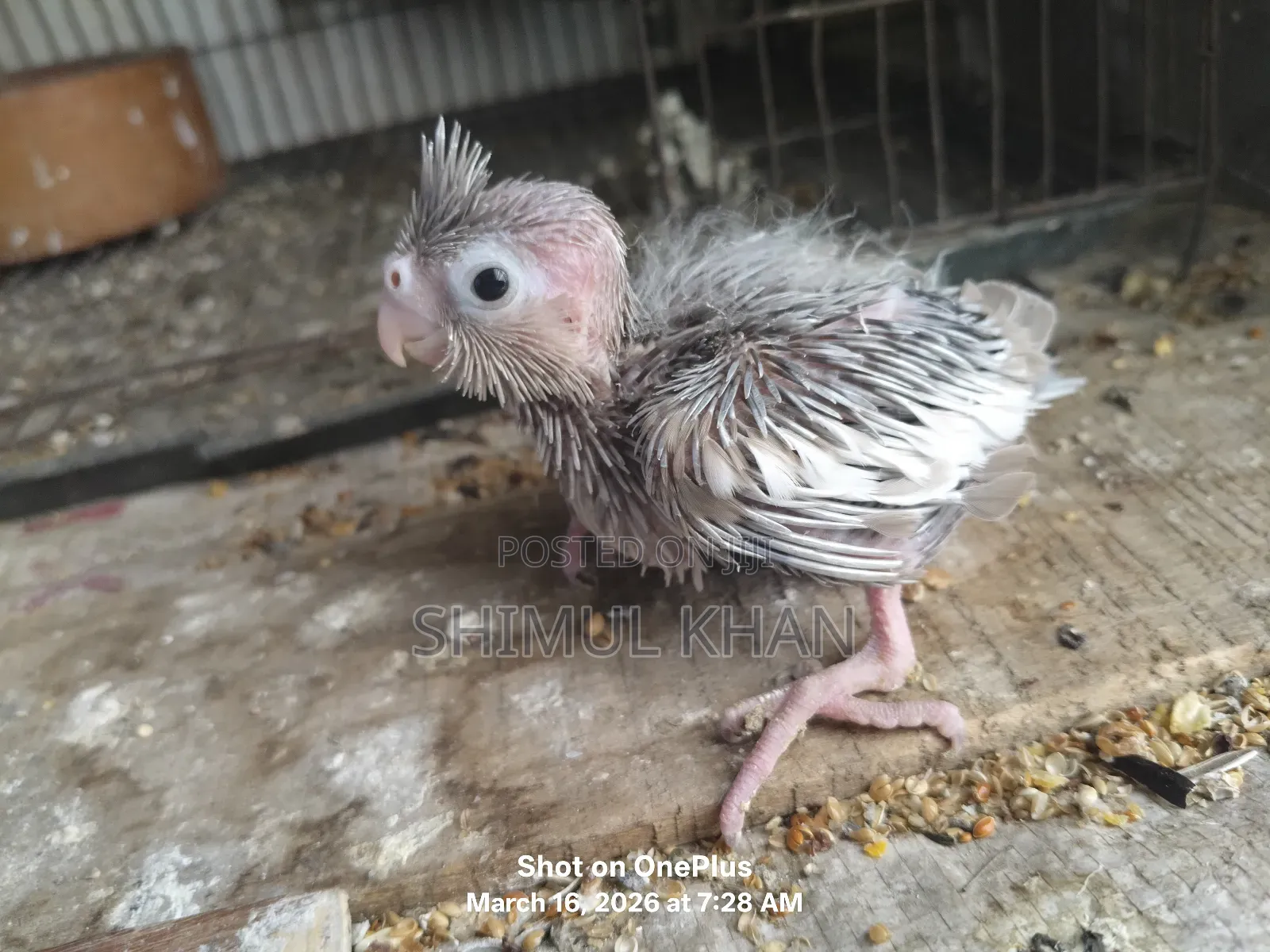 Cockatiel Baby For Sale