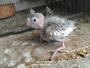 Cockatiel Baby For Sale