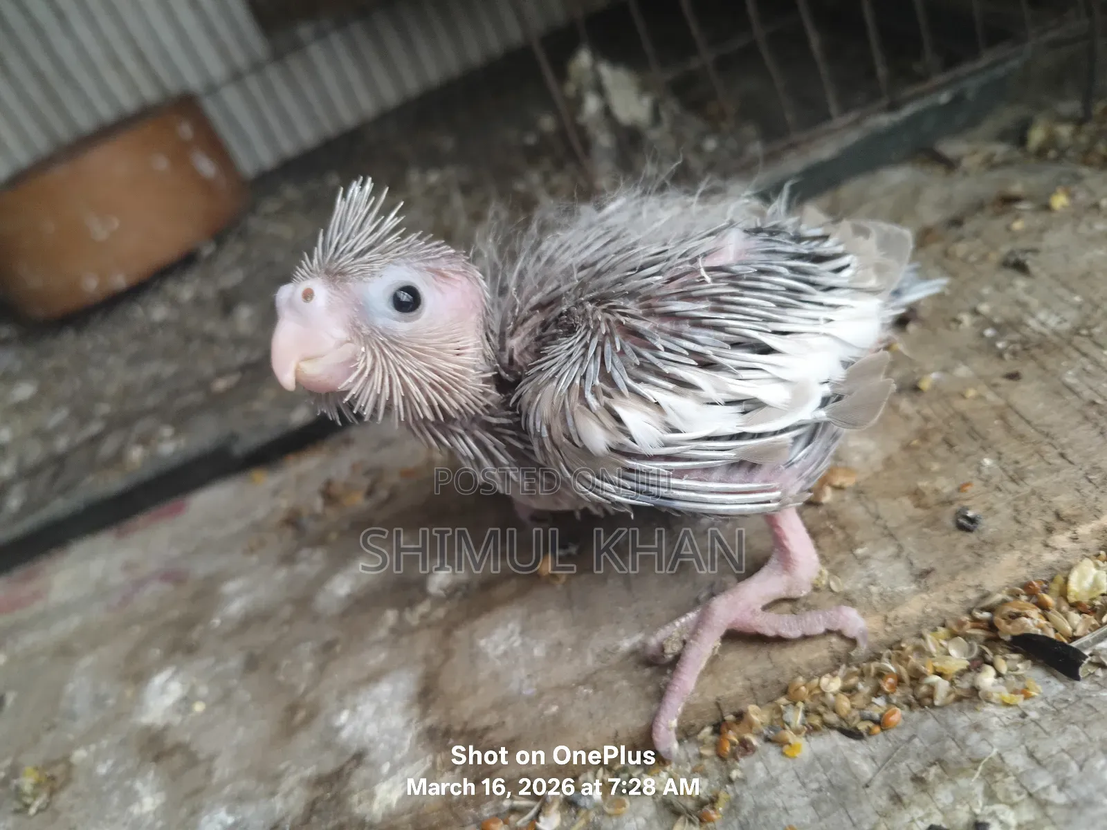 Cockatiel Baby For Sale