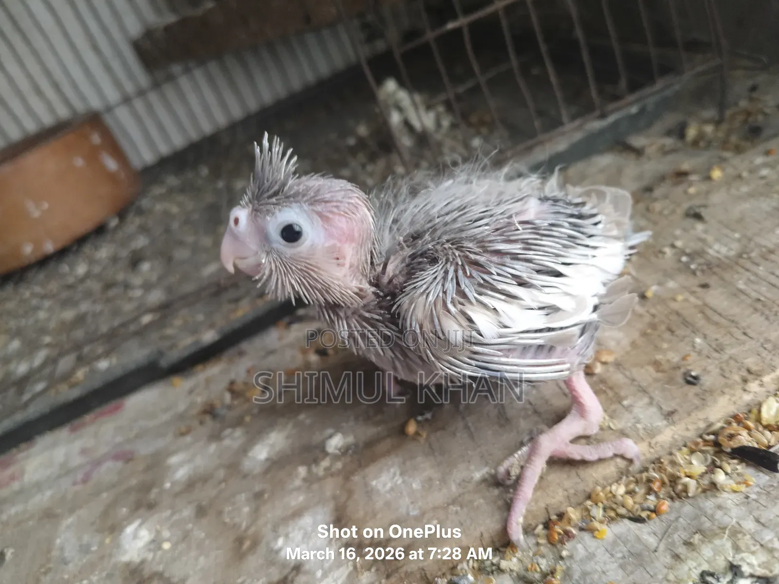 Cockatiel Baby For Sale