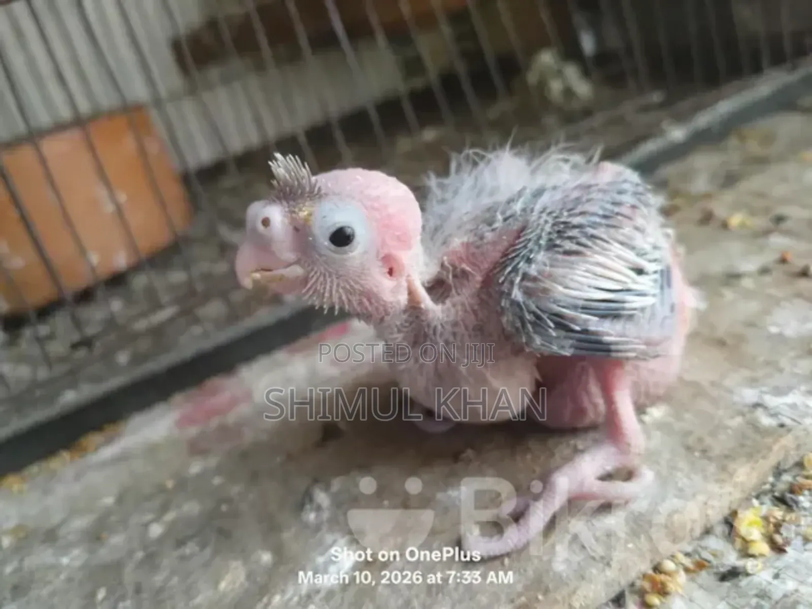 Cockatiel Baby For Sale