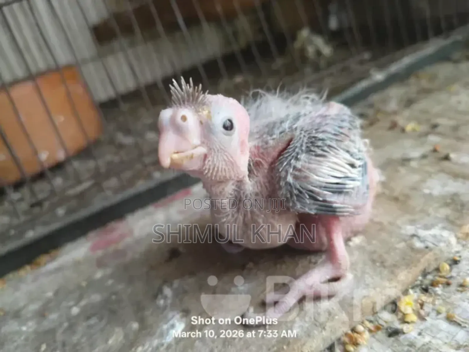 Cockatiel Baby For Sale