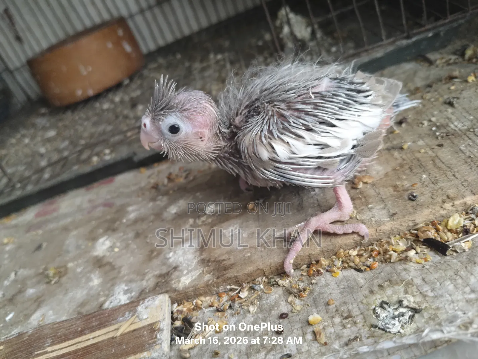 Cockatiel Baby For Sale