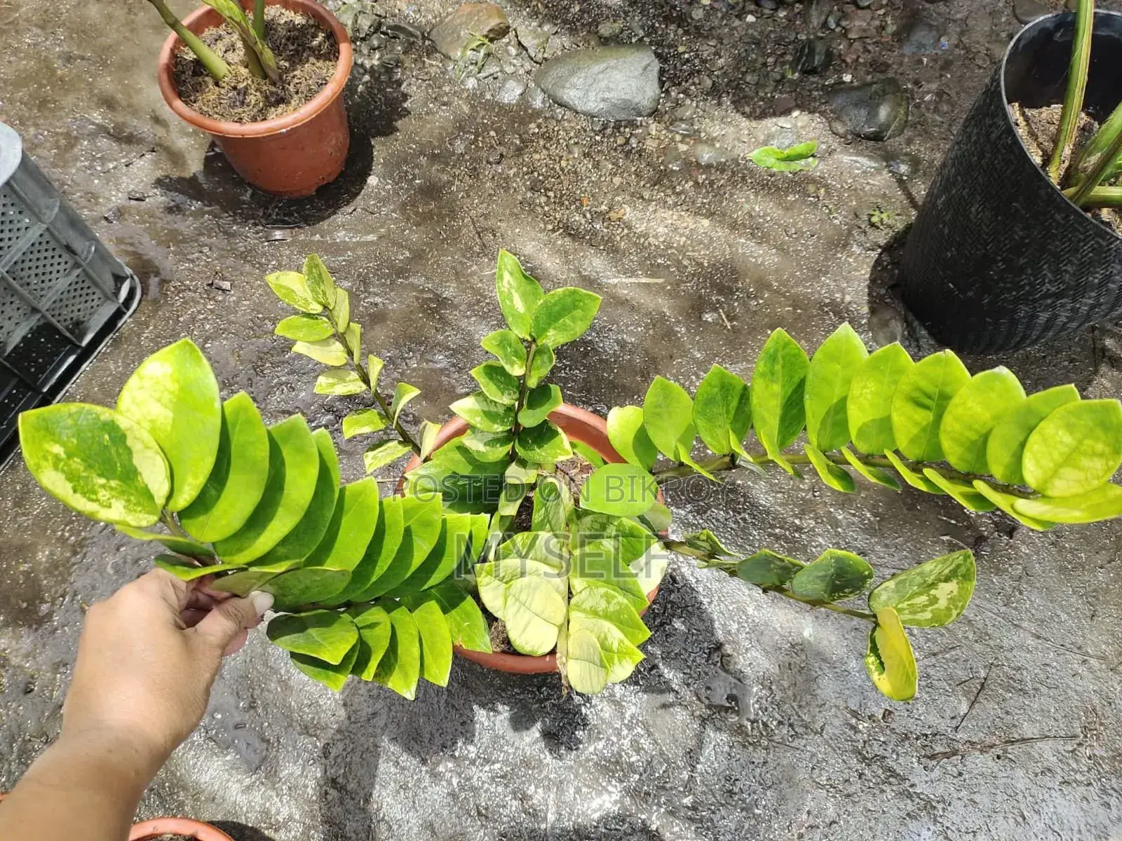 Zz Plant For Sale