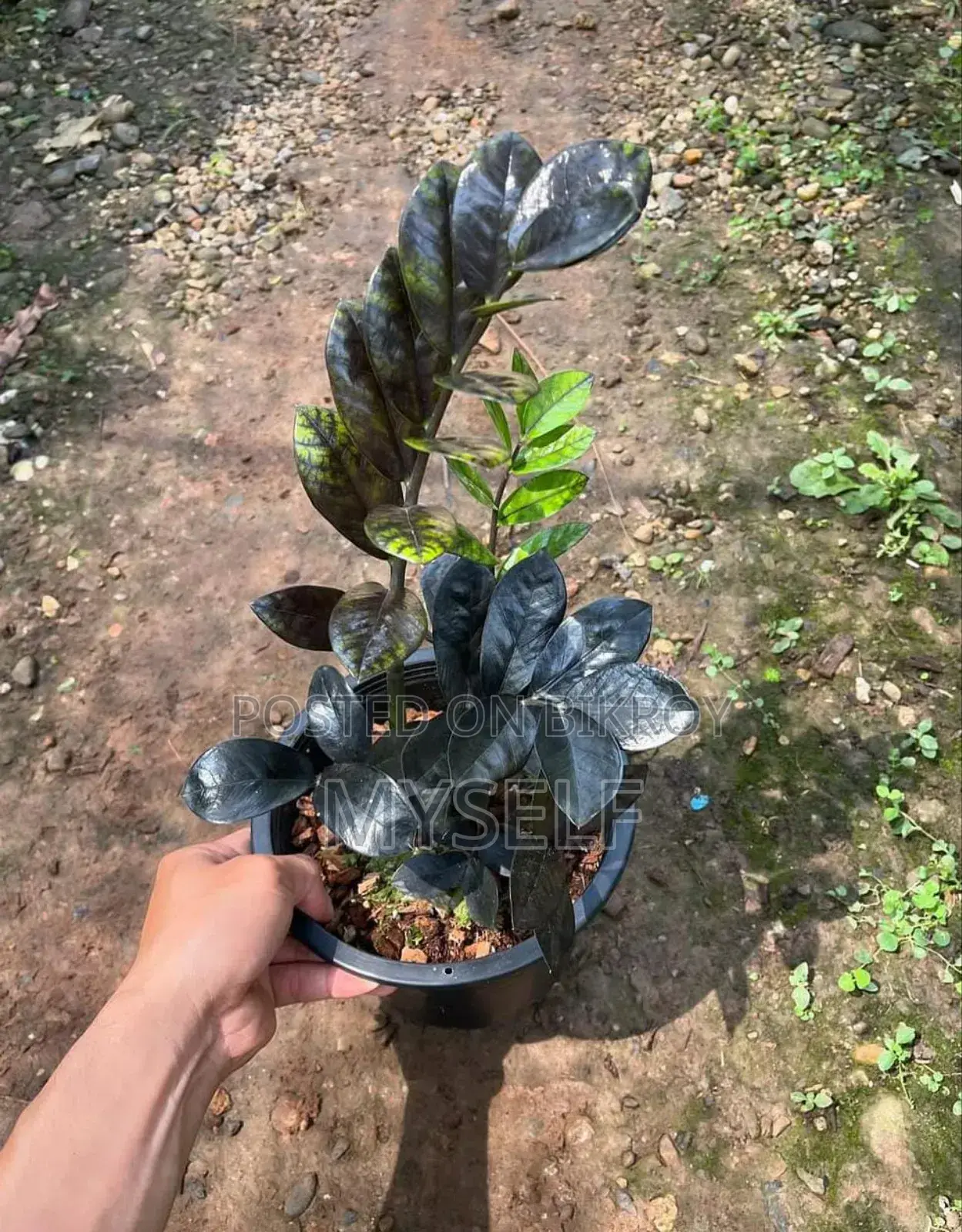 Zz Plant For Sale