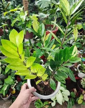 Zz Plant For Sale