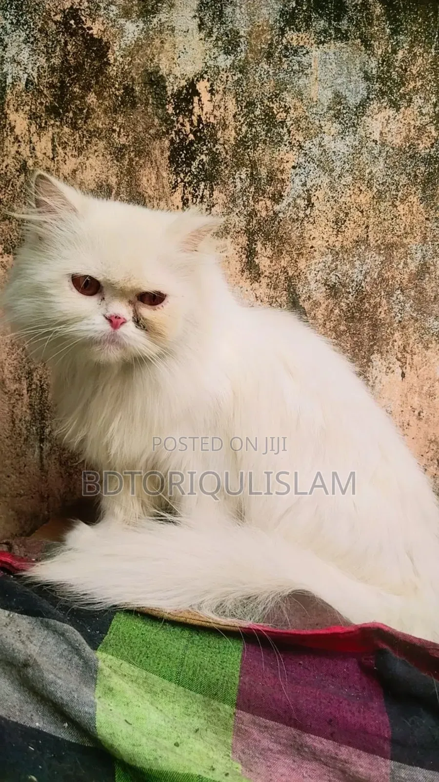 1+ Year Female Purebred Persian