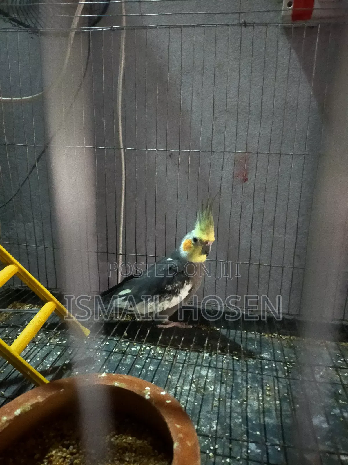 Parrot Bird