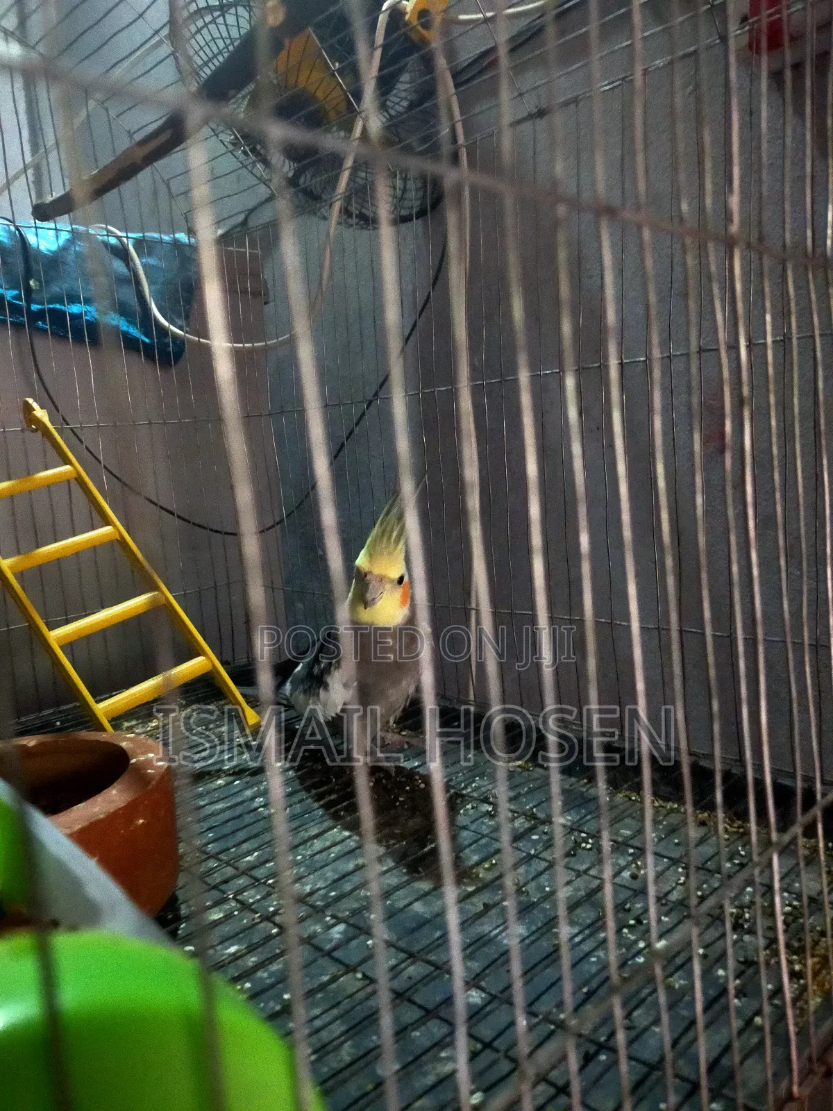 Parrot Bird