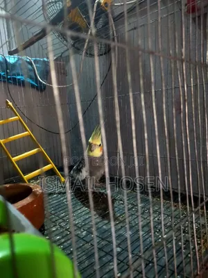 Parrot Bird