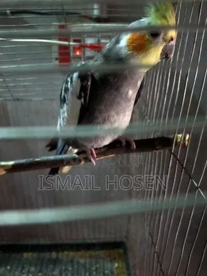 Parrot Bird