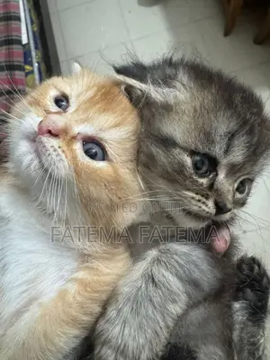 1-3 Months Male Purebred American Shorthair