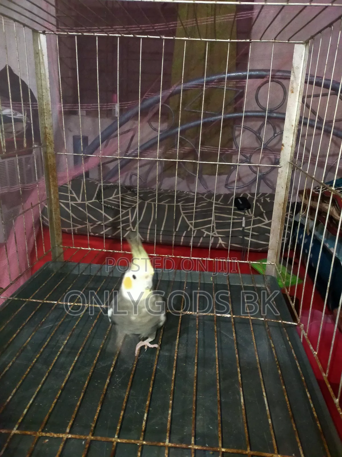 Parrot Bird