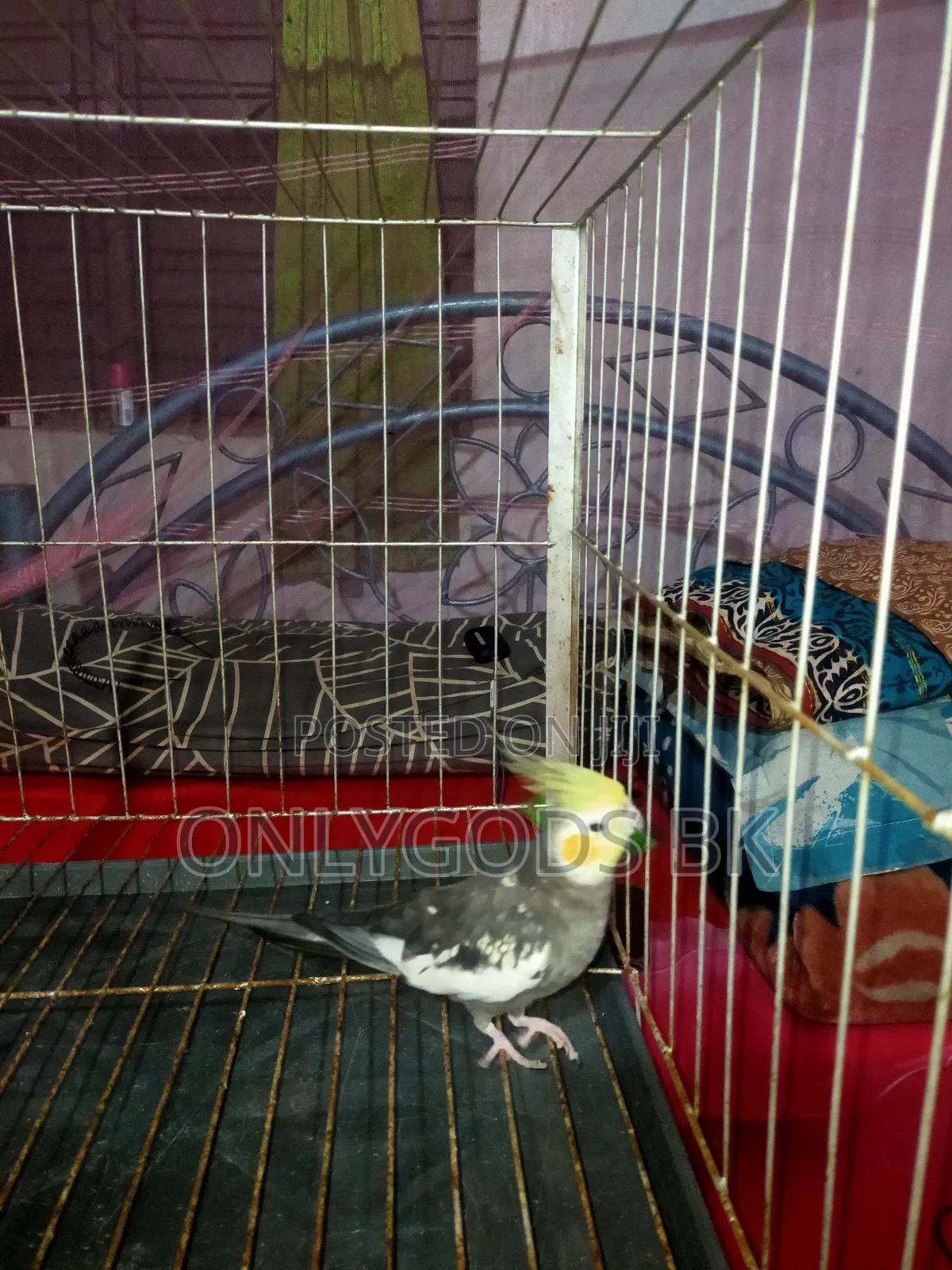 Parrot Bird