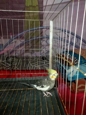 Parrot Bird