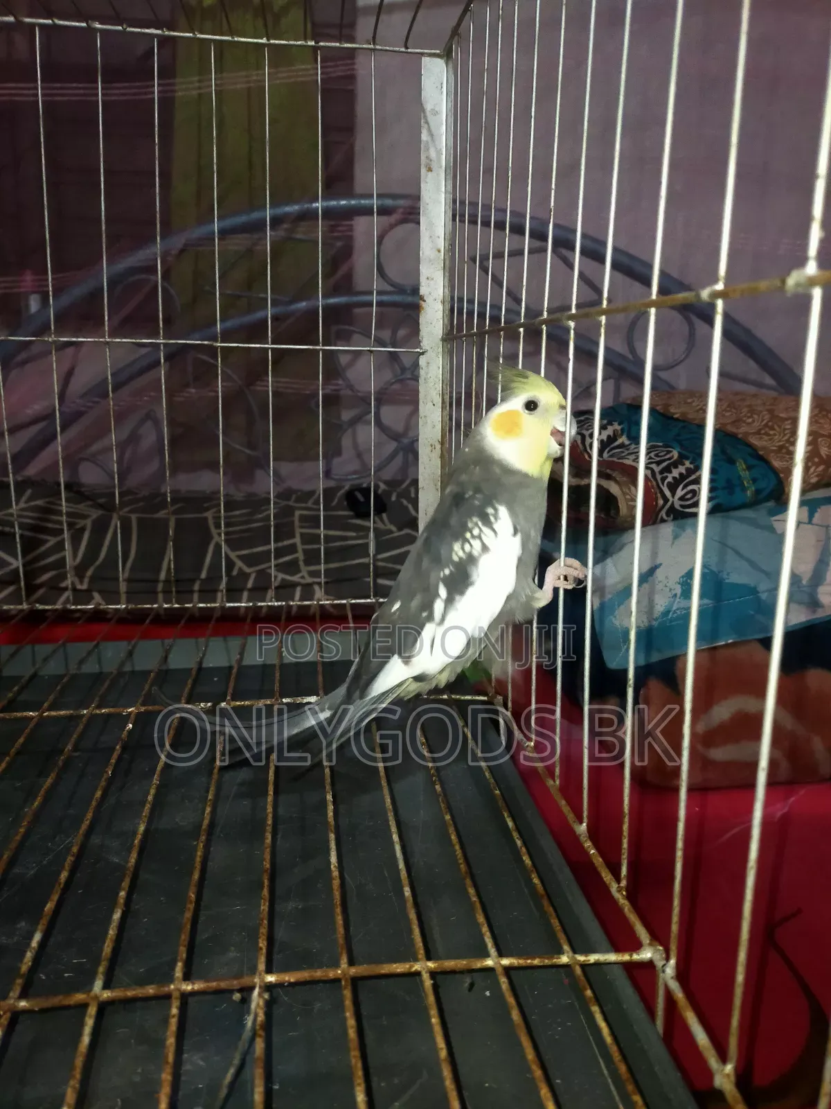 Parrot Bird