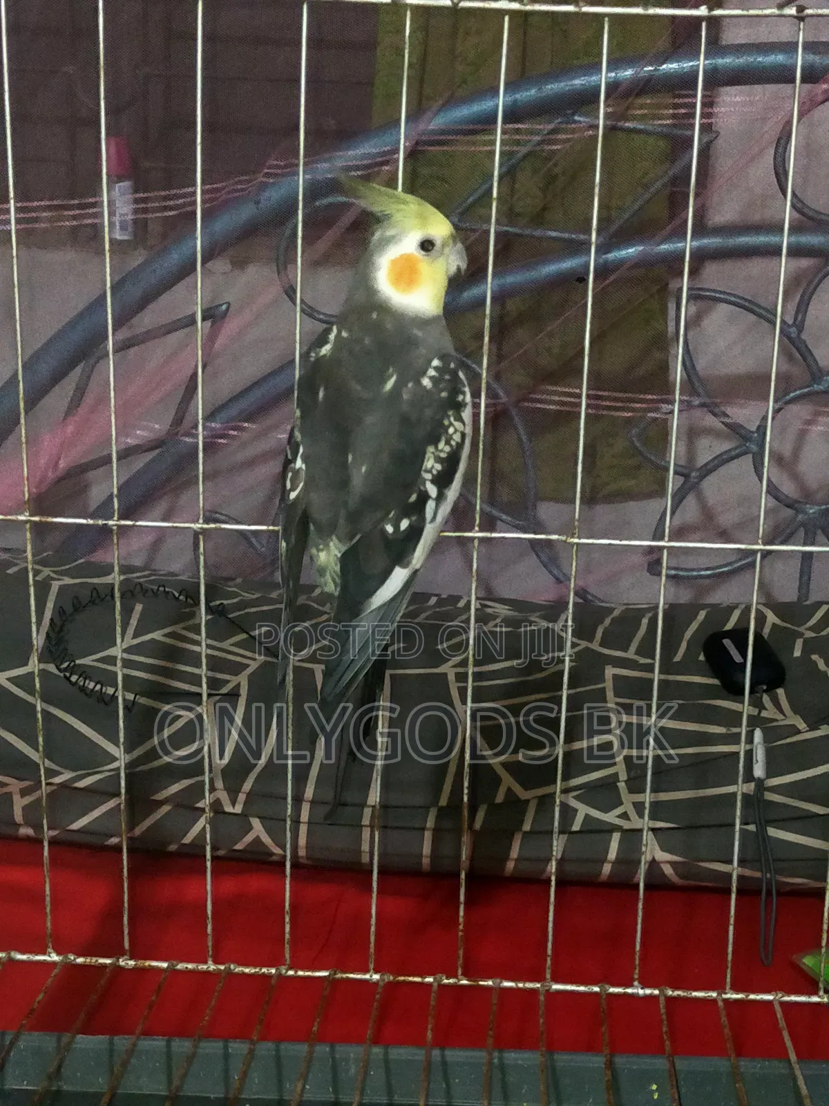 Parrot Bird