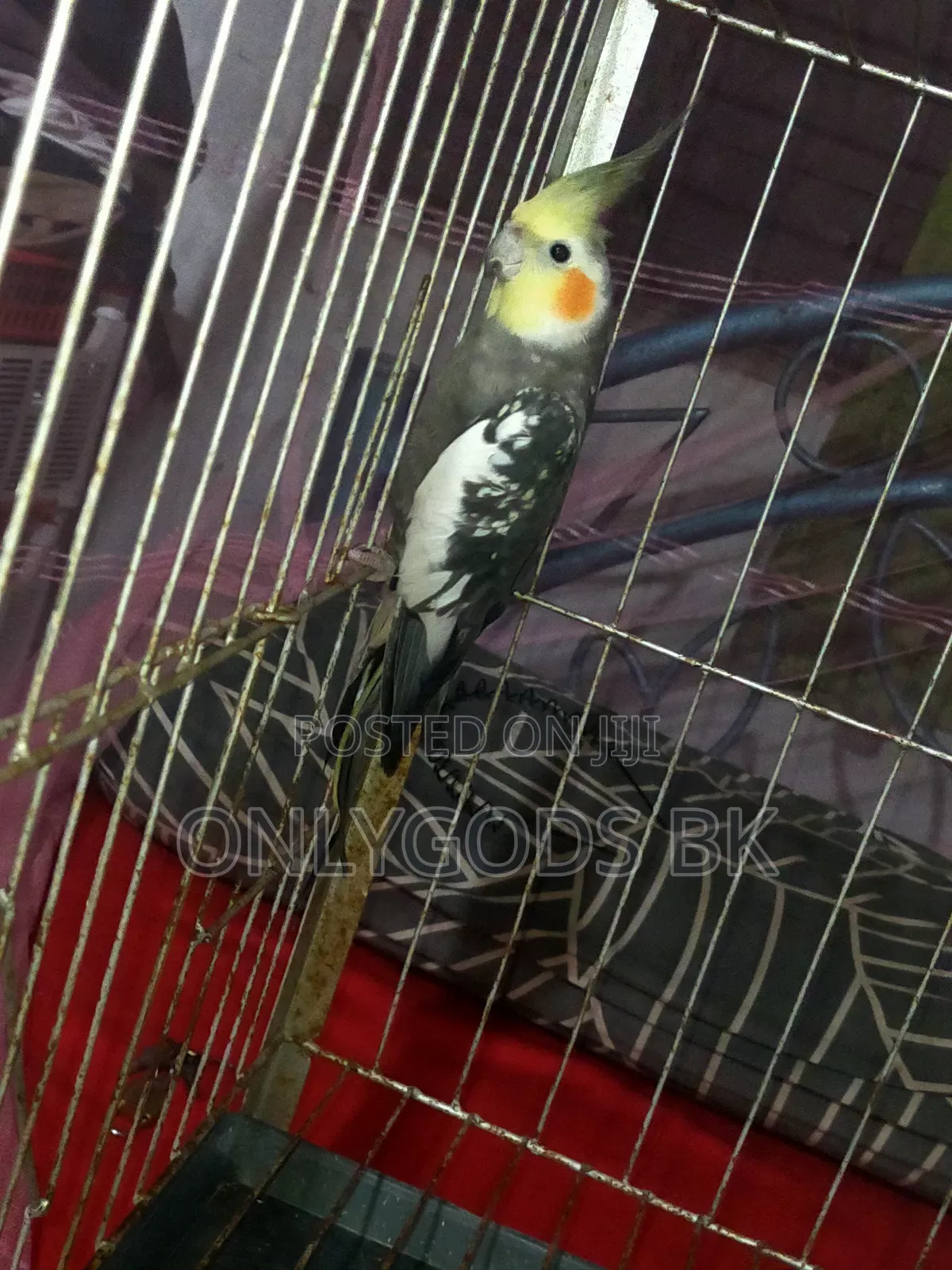 Parrot Bird