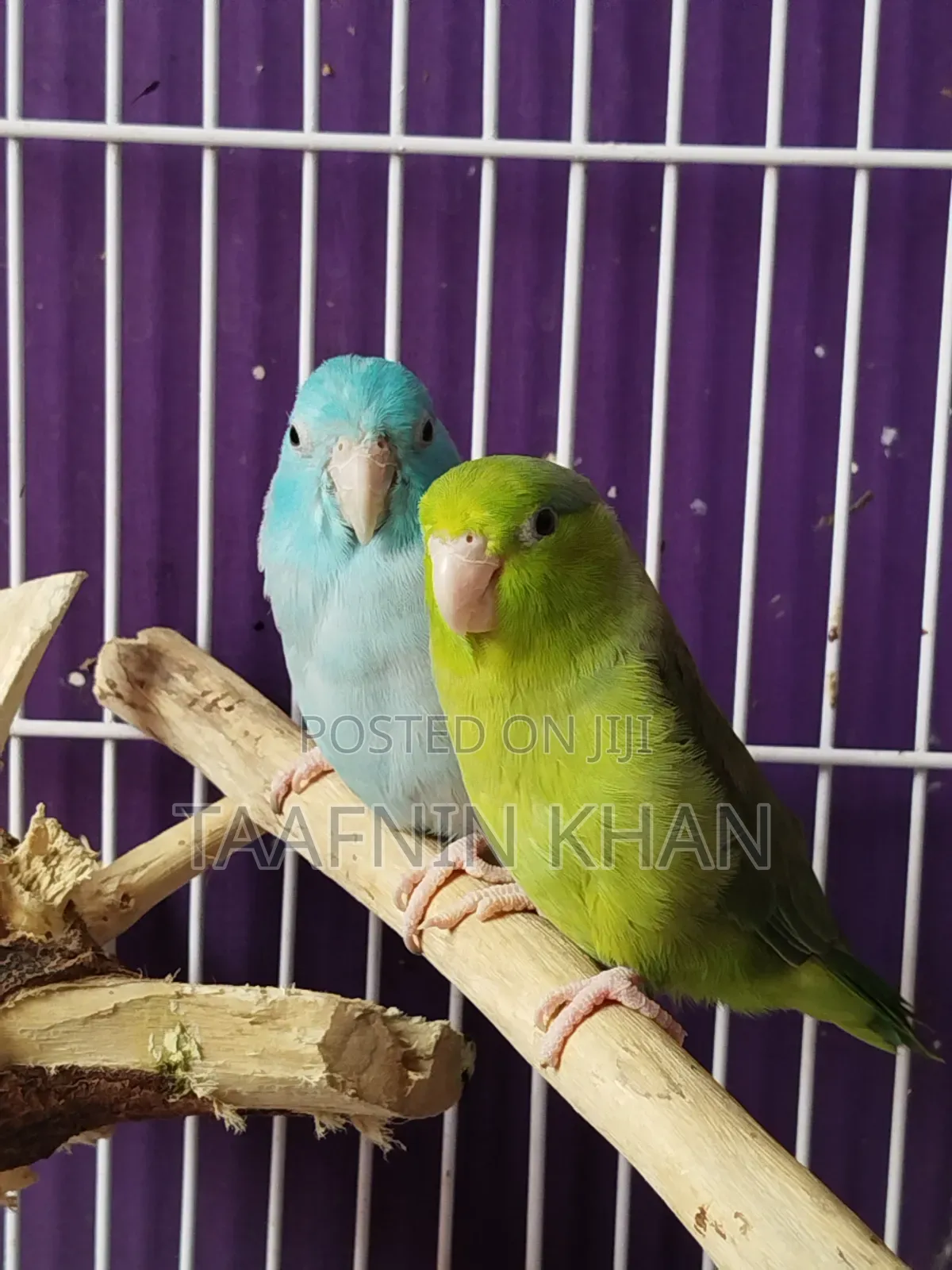 Forpus Bird