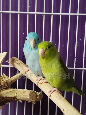 Forpus Bird