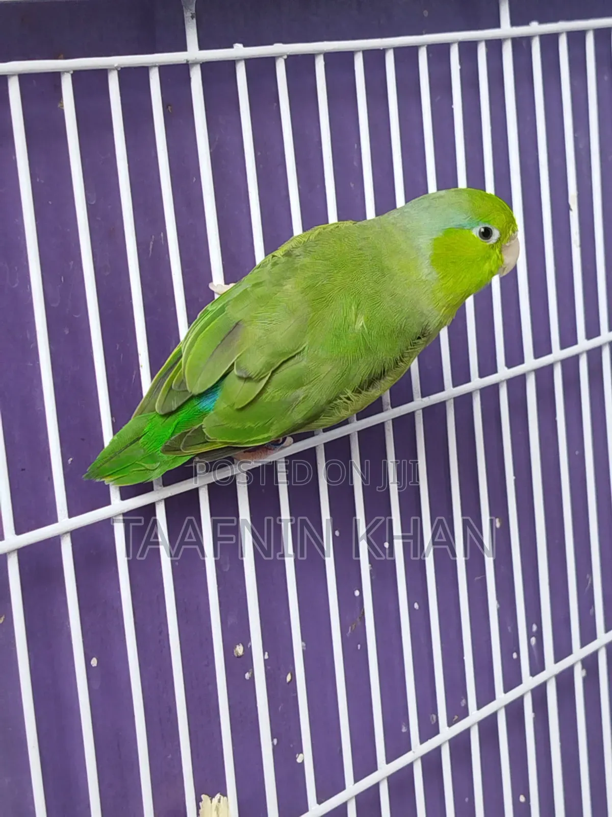 Forpus Bird
