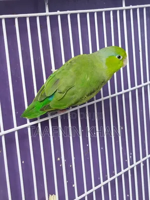 Forpus Bird