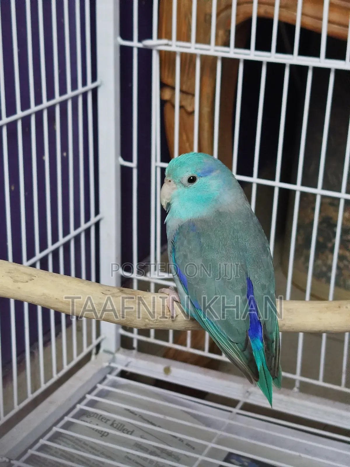 Forpus Bird