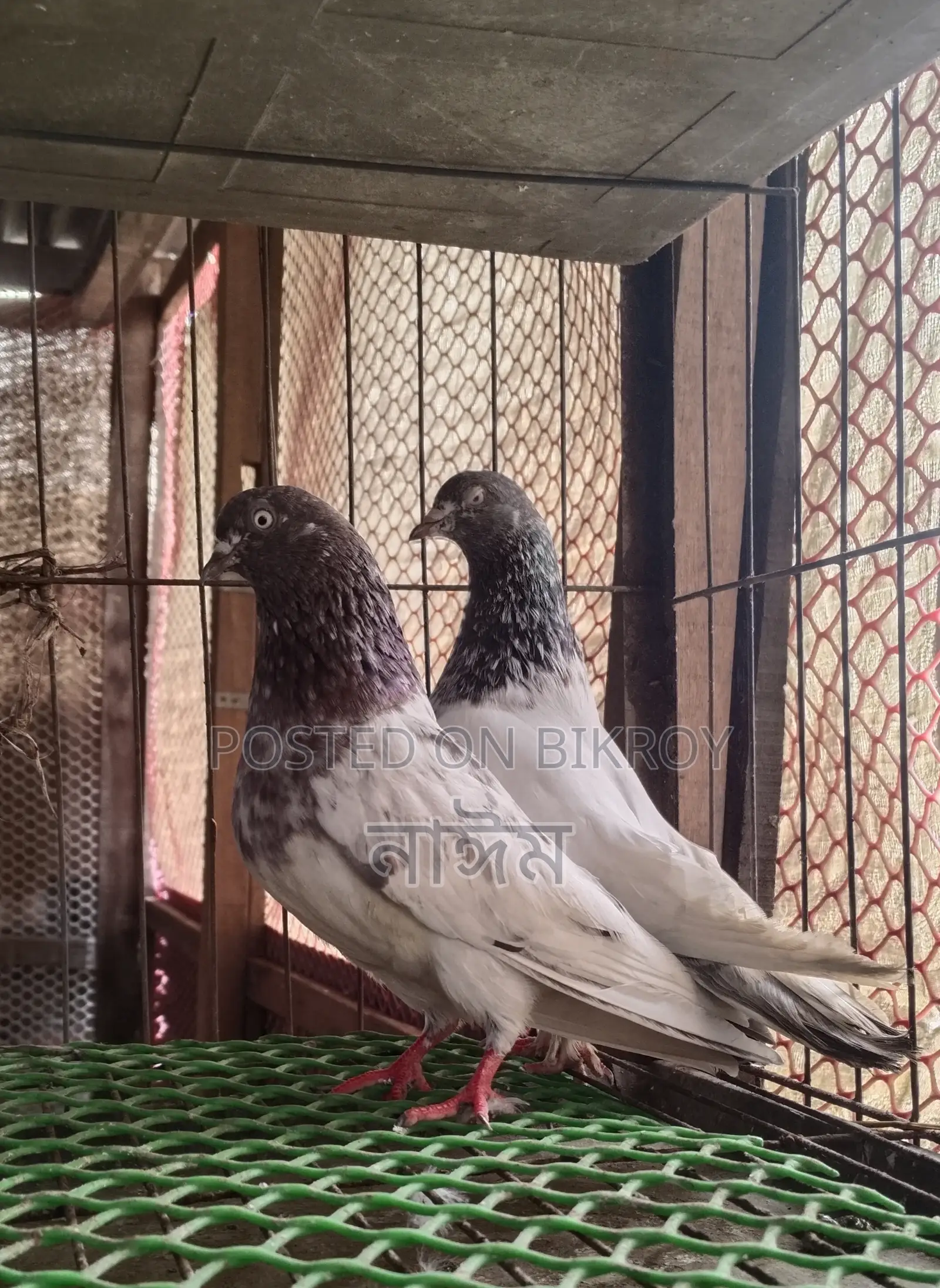 Racing Pigeon for Sale