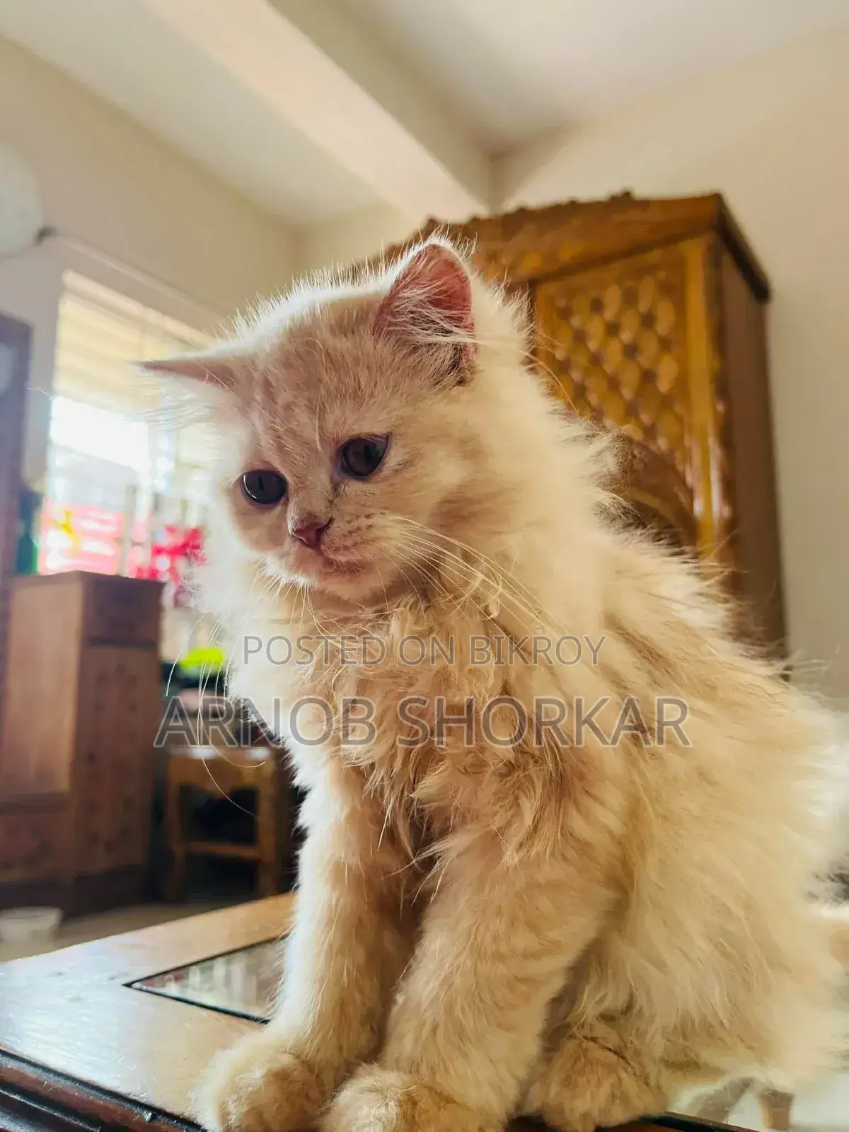 3-6 Months Old Purebred Female Persian Kitten